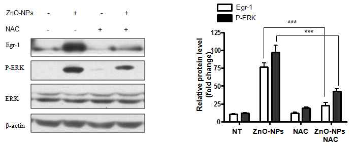 나노물질에 의한 Egr-1 발현에 있어 활성산소의 연관성 연구