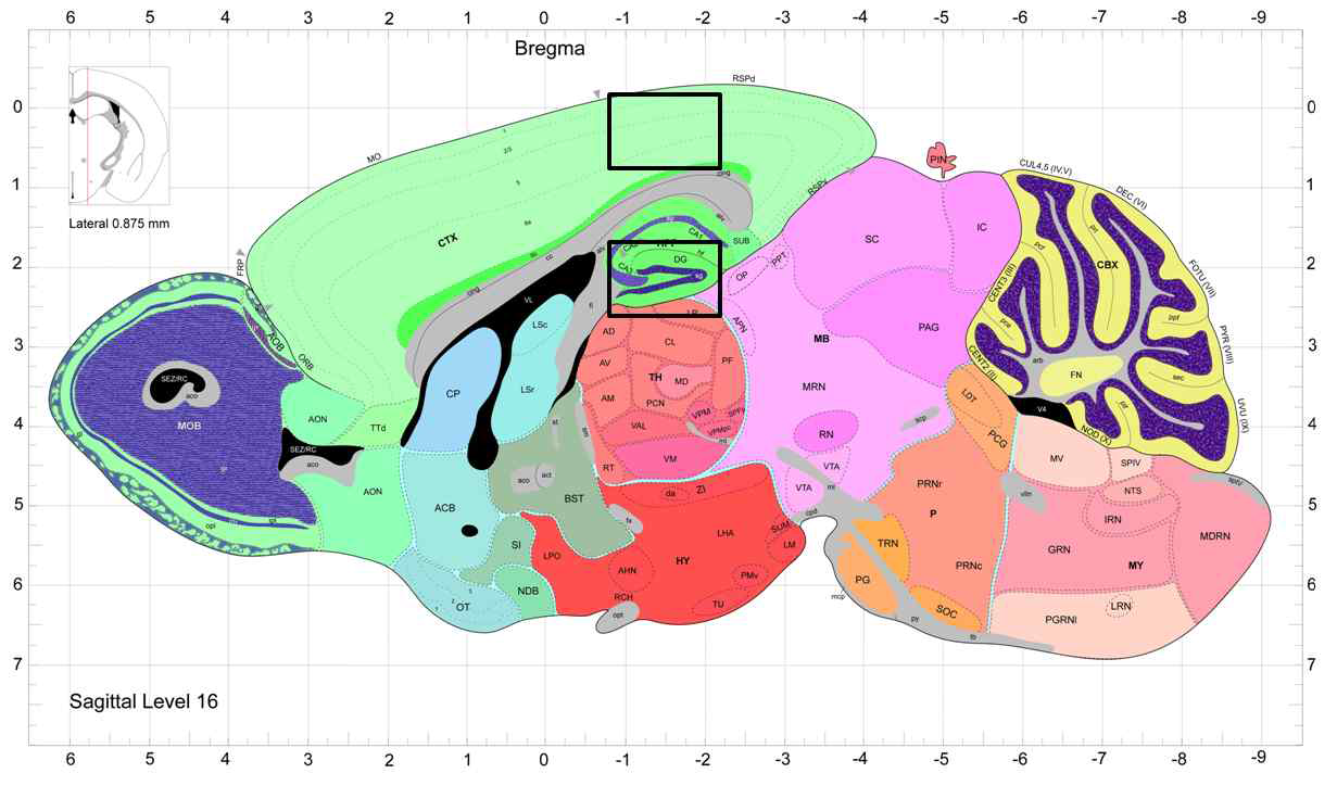 Rat의 뇌 세포에서 신경원세포 표지자인 NeuN 발현 관찰 부위 표시