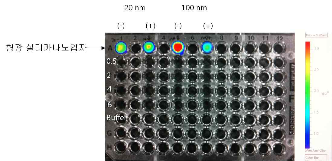 pH 1.2 용액에서 형광 실리카 나노입자로부터 방출된 RITC의 검출을 위한 optical images.