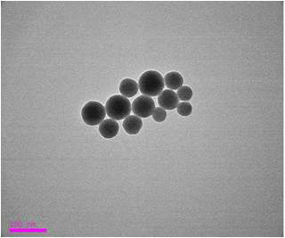 HCl 용액 (pH 1.2)에서 7시간 후 실리카 나노입자의 TEM image. (Scale bar는 100 nm임)