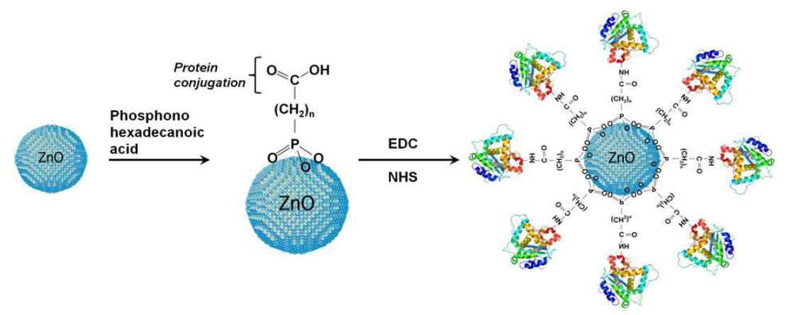 ZnO 나노입자 표면에 단백질 고정 실험 과정 요약