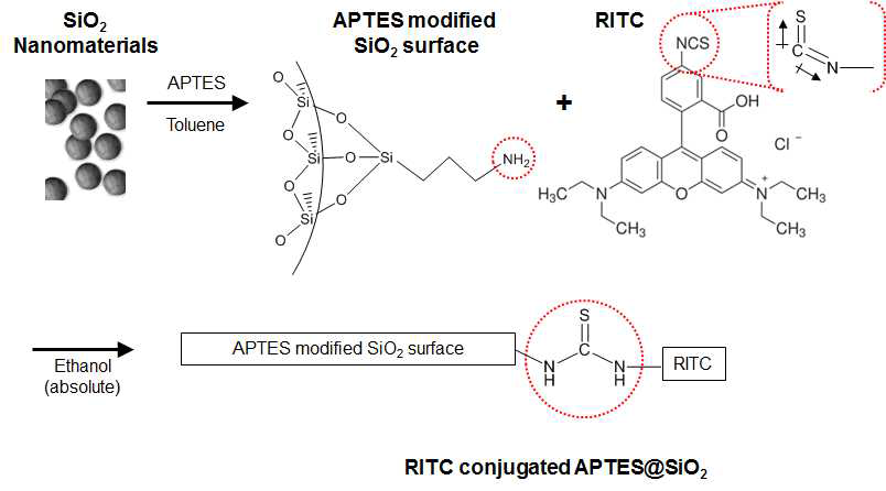 SiO2 나노물질 표면에서의 APTES 및 RITC 의 순차적인 conjugation에 대한 모식도