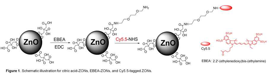 형광 ZnO 나노물질 제조과정 모식도.