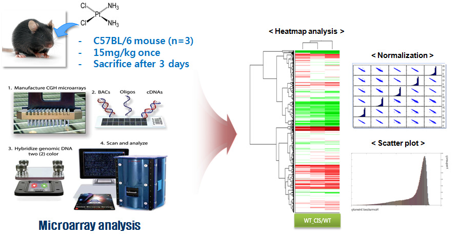 Microarray analysis of the kidney of mice treated with cisplatin