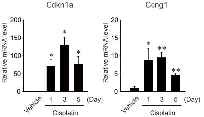 p53 target gene expression