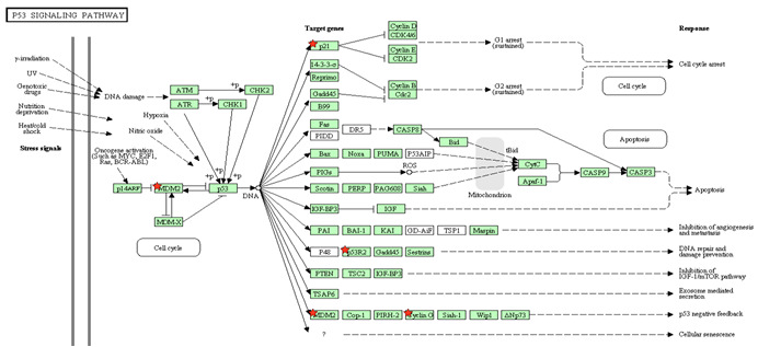 p53 signaling