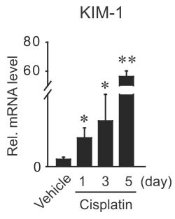 KIM-1 induction by cisplatin