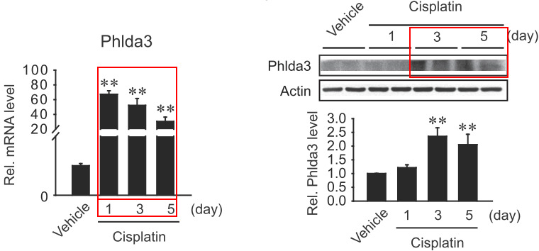Increases in Phlda3 mRNA and protein levels in vivo