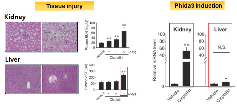Cisplatin에 의한 신장/간 독성 비교와 Phlda3 mRNA 변화