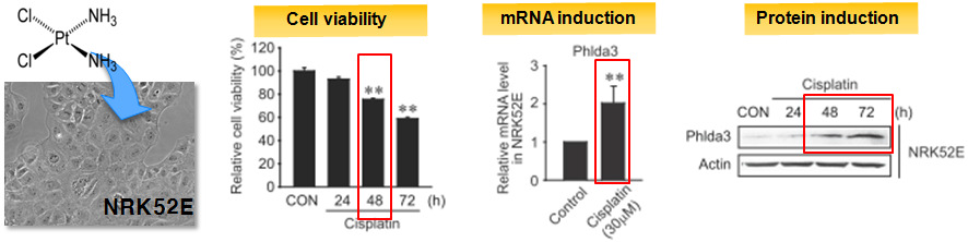 Cisplatin에 의한 NRK52E 세포주 독성 및 Phlda3 유도 발현