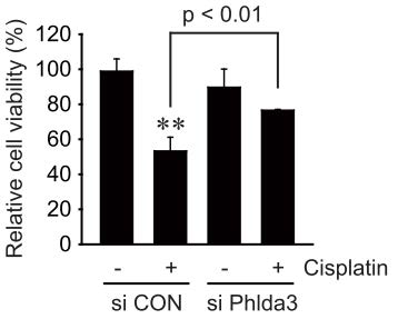 The effect of Phlda3 nockdown on cell viability
