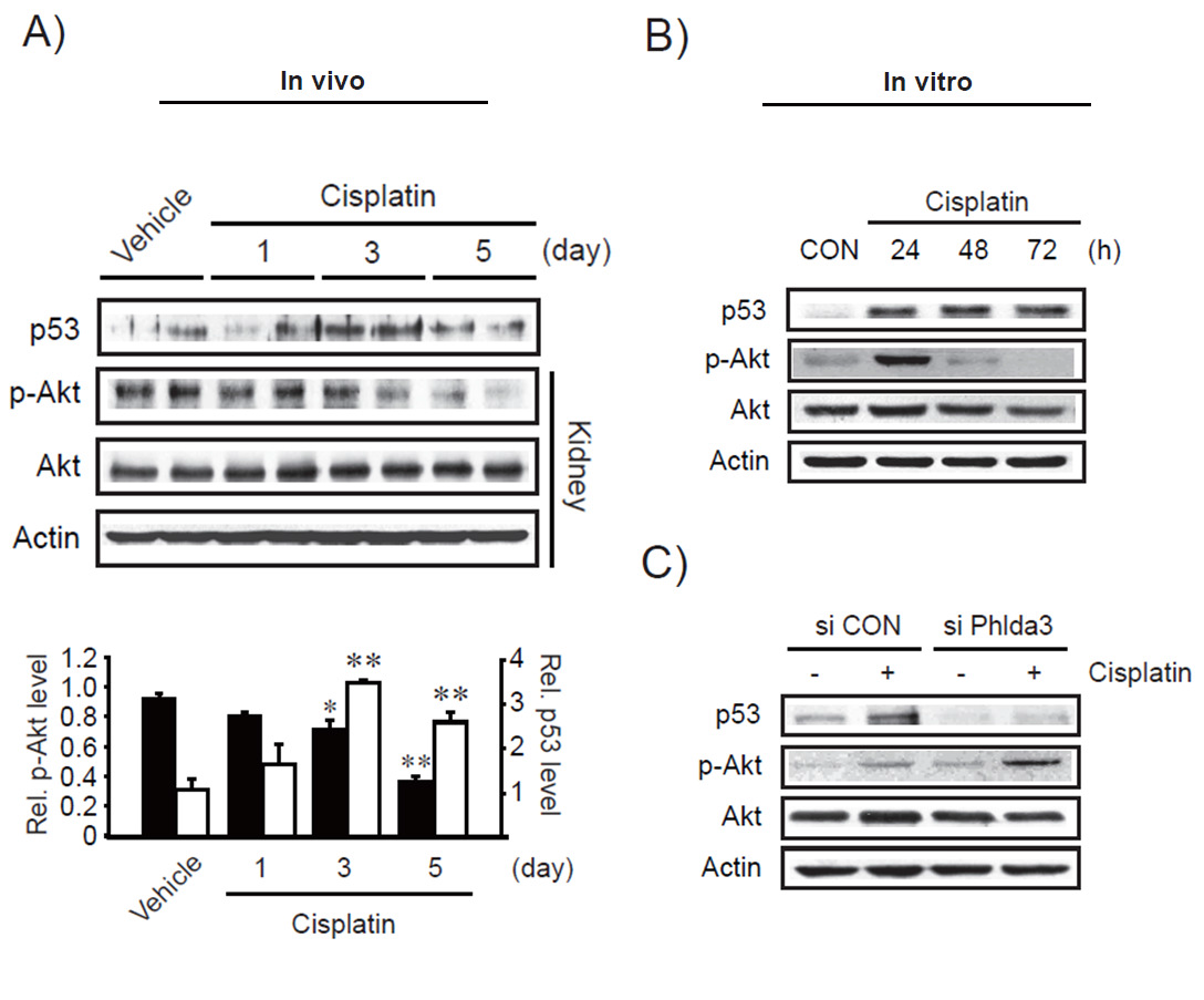 Phlda3-dependent p53 accumulation and Akt inhibition in response to cisplatin treatment