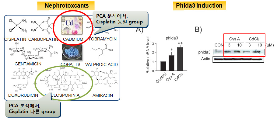 Phlda3 induction by other nephrotoxicants