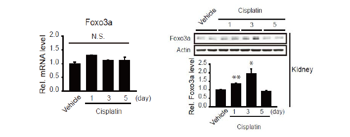 Foxo3a induction by cisplatin