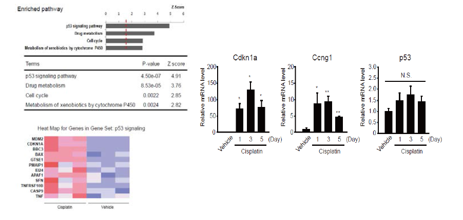 p53 signaling pathway induction by cisplatin