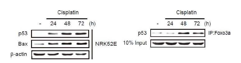 Induction of p53 and Foxo3a-p53 interaction after cisplatin treatment