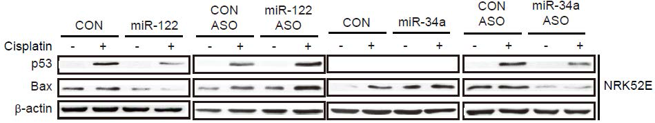 Differentil regulation of p53 by miR-122 and miR-34a