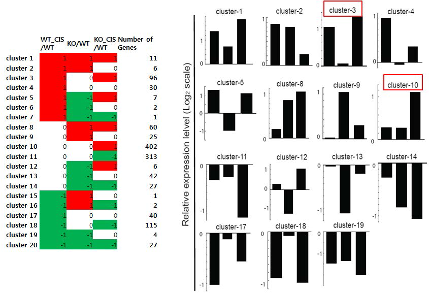 Nrf2 knockout mice에서 변화하는 유전자 cluster 분석