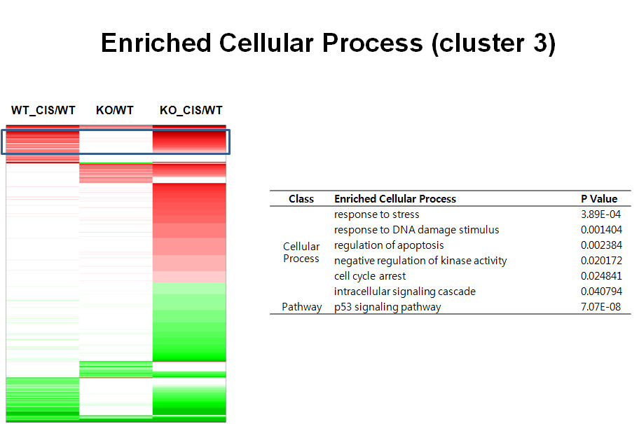 Cluster 3-enriched cellular process