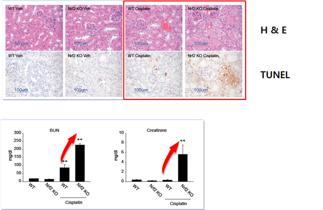 Cisplatin-induced nephrotoxicity in Nrf2 KO mouse and WT mouse