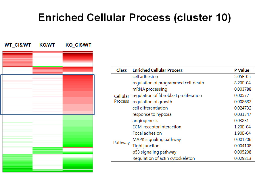 Cluster 10 enriched cellular process