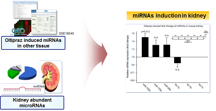 miRNAs induction in mouse kidney by oltipraz