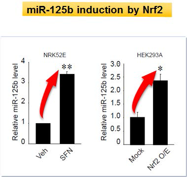 miR-125b induction by Nrf2 in vitro