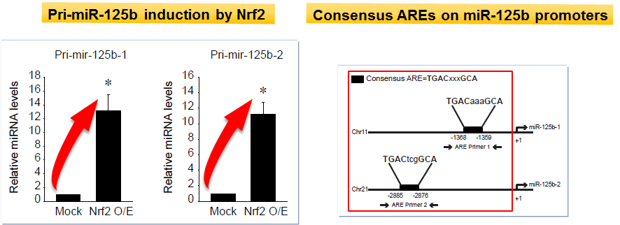 Nrf2 transcriptionally increases miR-125b