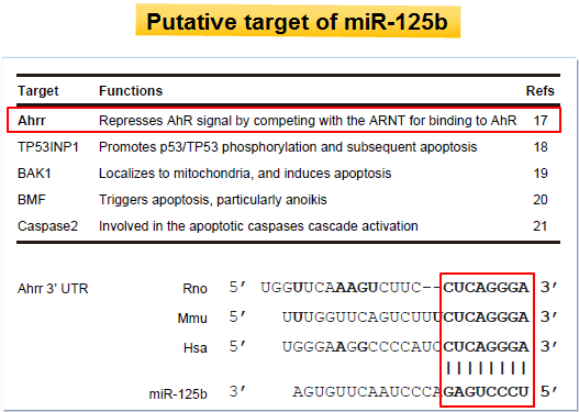 Ahrr as a putatuve target gene of miR-125b