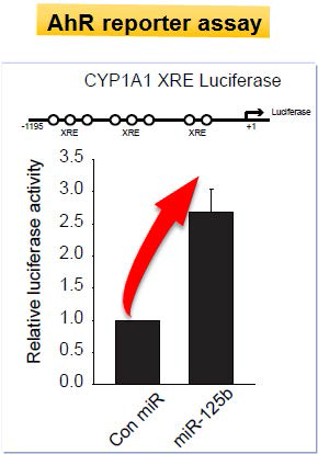 AhR reporter assay