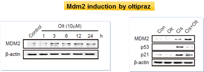 Mdm2 induction by oltipraz