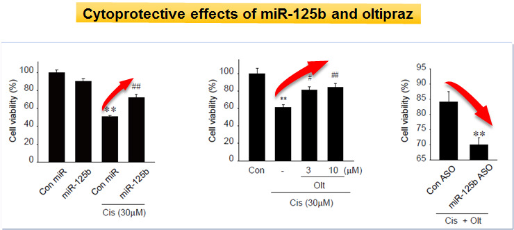 Cytoprotective effect of miR-125b or oltipraz treatment in vitro