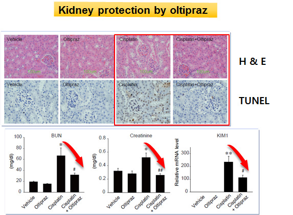 Kidney protection by oltipraz treatment