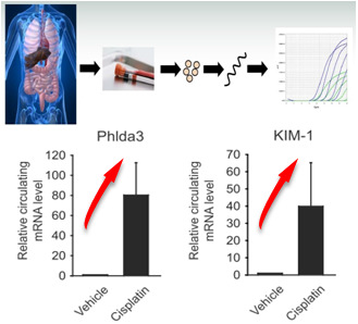 혈중 mRNA의 biomarker 가능성 및 cisplatin에 의해 증가하는 혈중 Phlda3 및 Kim-1 mRNA levels