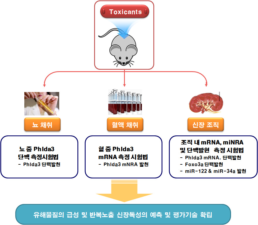 발굴한 생체지표를 활용한 신장독성 평가 시험법