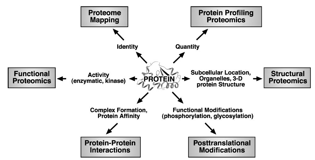 Proteomics 연구 영역 및 내용 (Wetmore와 Merrick, 2004)