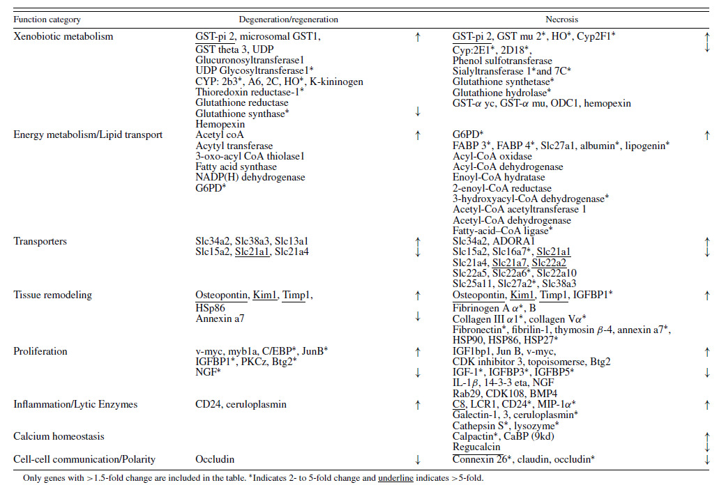 Major functional categories of genes modulated during proximal tubular toxicity (Thukral 등, 2005)