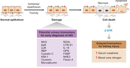 Biomarkers of acute kidney injury (Vaidya 등, 2008)
