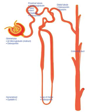 Predominant locations of novel biomarkers of kidney toxicity (Goodsaid 등, 2009)