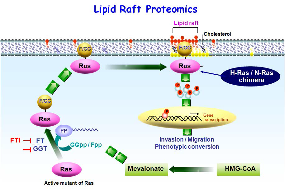 Lipid raft in plasma membrane