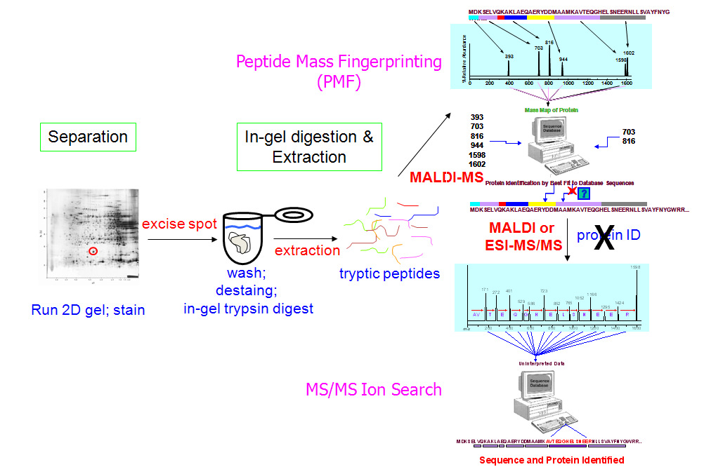 2-D PAGE와 MALDI-TOF MS를 이용한 단백질 프로파일링 과정