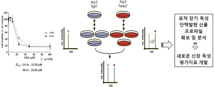 SILAC/LC-MS 분석에 의한 신장 독성 평가 지표 개발
