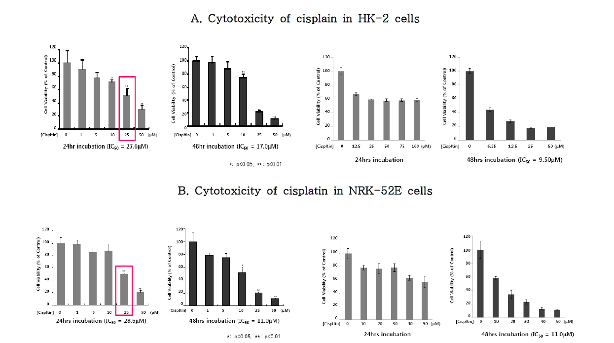 신장세포주에서 신장독성유발물질 cisplatin에 의한 독성 유발 농도 평가.