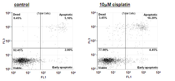 HK-2 cells의 apoptosis 증가: cisplatin 10 μM, 24hr 처리