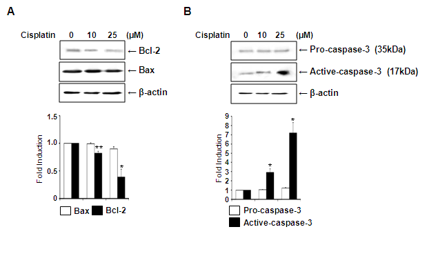 cisplatin처리에 따른 Bcl-2, pro-caspase-3의 level 변화