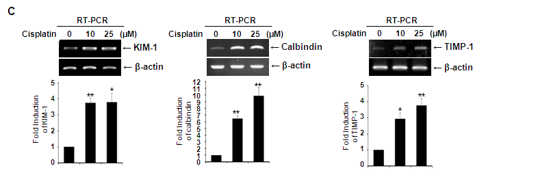 Cisplatin 처리에 따른 단백 발현 산물들의 전사 활성 변화