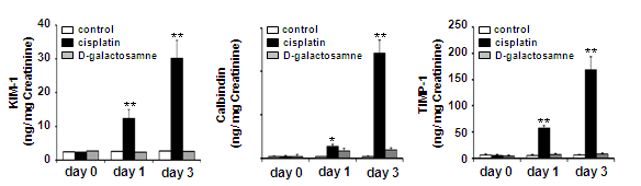 Cisplatin을 주사한 쥐의 뇨에서 KIM-1, calbindin, TIMP-1 level 변화 관찰 : ELISA