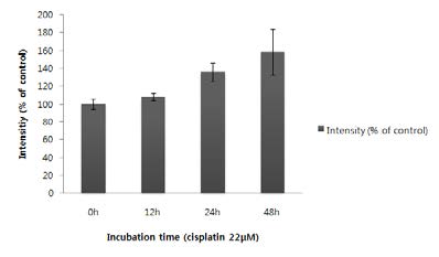 HK-2 cell에서 cisplatin에 의한 N-GAL의 발현 증가 (RT-PCR)