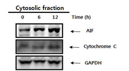 Mitochondria로부터 cytosol로 cytochrome c 와 AIF가 유출됨 (HK-2 cells, cisplatin 10 μM)