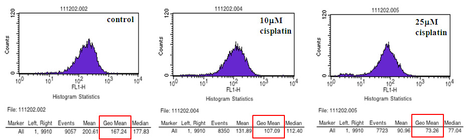 Flow cytometry를 이용한 KIM-1 ectodomain shedding 관찰 : HK-2 cells